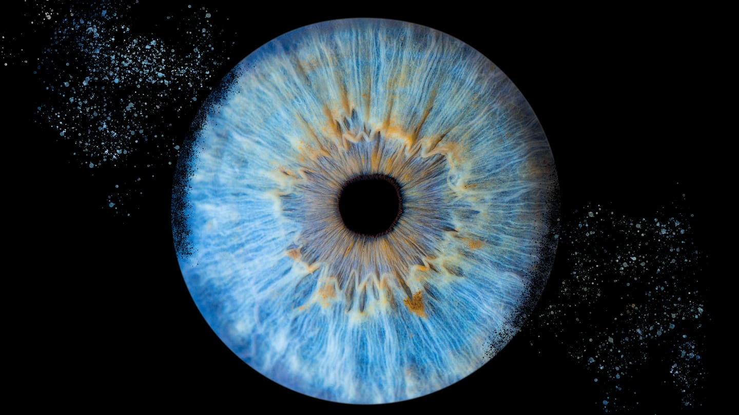 Iris bleu-gris photographié en macrophotographie, sur fond noir